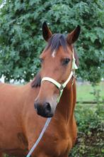 Paard te koop: Rox - 8 jarige ruin, Dieren en Toebehoren, Paarden, Ruin, 170 tot 175 cm, Recreatiepaard, Ontwormd