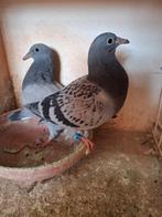 Jonge duifjes 2026, Dieren en Toebehoren, Vogels | Duiven, Meerdere dieren, Postduif