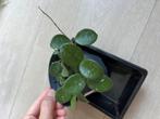 Hoya Mathilde, Huis en Inrichting, Kamerplanten, Overige soorten, Minder dan 100 cm, Halfschaduw, Bloeiende kamerplant