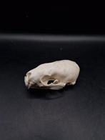 Furet à tête de mort, Collections, Collections Animaux, Enlèvement ou Envoi, Neuf, Autres, Crâne