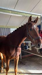 3 jaarse merrie te koop, Dieren en Toebehoren, Paarden, Merrie, Springpaard, Met stamboom, Zadelmak