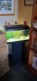 Aquarium, Animaux & Accessoires, Poissons | Aquariums & Accessoires, Enlèvement, Utilisé, Aquarium d'eau douce rempli