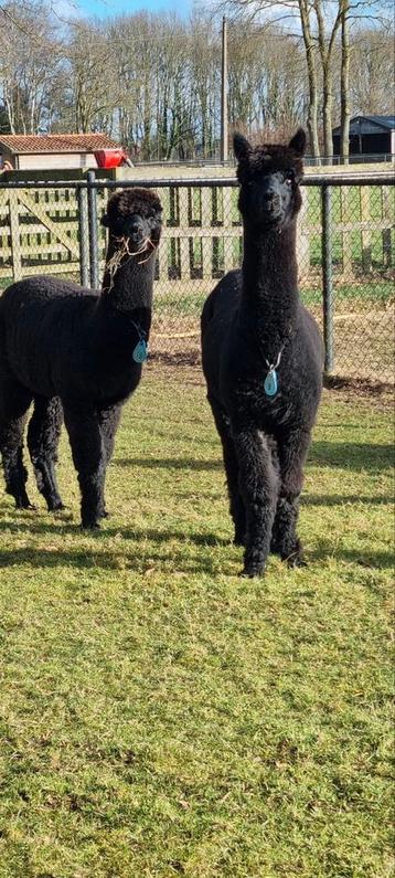 Alpaca hengst prachtige zwarte veulens  beschikbaar voor biedingen