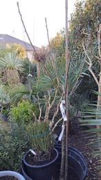 kastanjeboom, Tuin en Terras, Planten | Bomen, Ophalen, Bloeit niet, In pot, Overige soorten