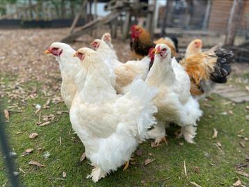 Kuikens brahma groothoender lemon pyle beschikbaar voor biedingen
