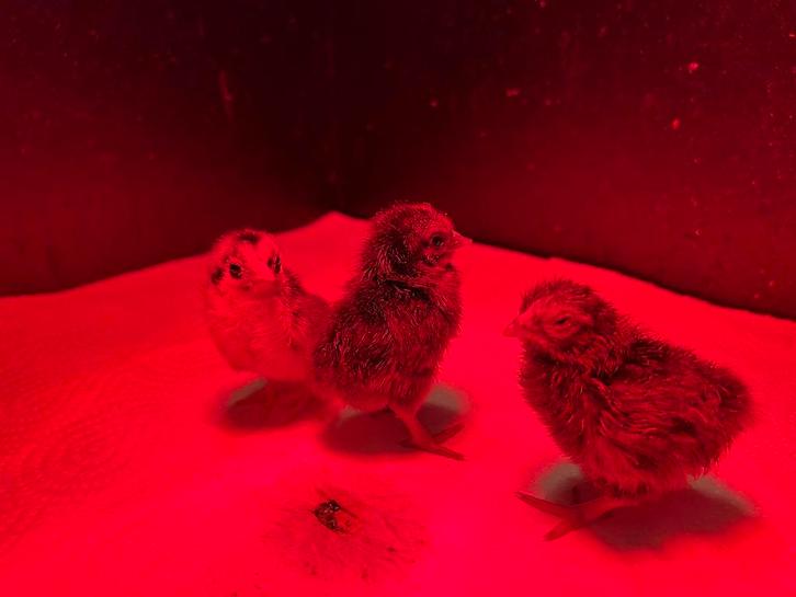 Broedeieren “Serama”, Dieren en Toebehoren, Pluimvee, Kip