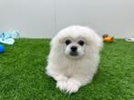 Pekingees pup, België, Reu, 8 tot 15 weken, CDV (hondenziekte)