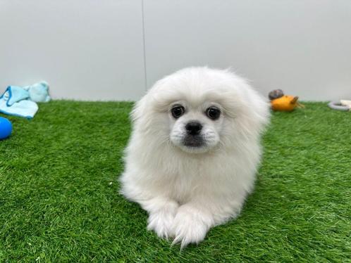 Pekingees pup - creme kleur, Dieren en Toebehoren, Honden | Chihuahua's en Gezelschapshonden, Reu, Pekingees of Dwergspaniel, Fokker | Professioneel
