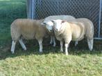 schapen rammen en ooien