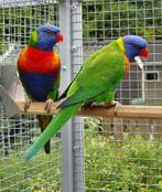 Gezocht: koppel lori vd blauwe bergen, Dieren en Toebehoren, Vogels | Parkieten en Papegaaien