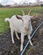 Gecastreerde bok, Dieren en Toebehoren, Schapen, Geiten en Varkens, Mannelijk, Geit, 0 tot 2 jaar