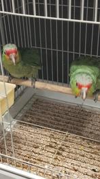 Jonge tamme baby Geelwangamazones met DNA en getest op alle, Dieren en Toebehoren, Geringd