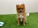Dwergkeeshond pups
