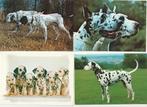 Lot 8 cartes chiens Dalmatiens Adultes et chiots, Collections, Chien ou Chat, Non affranchie, Envoi