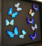 Exceptionnel envol de 10 papillons Morpho Cadre 50x50 cm, Insecte, Animal empaillé, Enlèvement ou Envoi, Neuf
