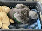 Te reserveren ! Jonge tamme edel papegaai, Dieren en Toebehoren, Mannelijk, Papegaai, Pratend