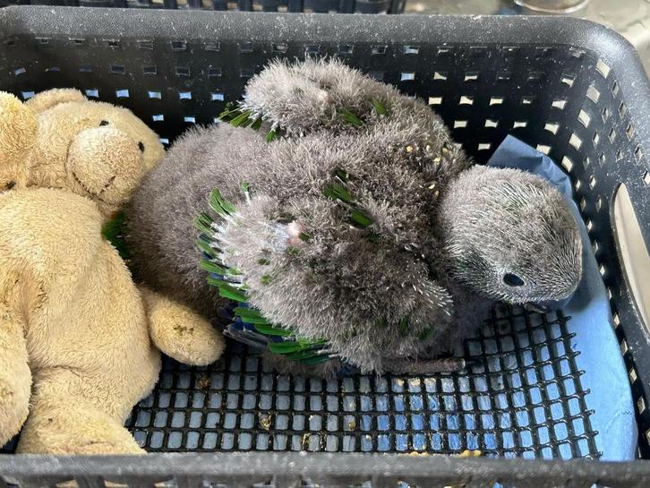 Te reserveren ! Jonge tamme edel papegaai, Dieren en Toebehoren, Vogels | Parkieten en Papegaaien, Papegaai, Mannelijk, Pratend