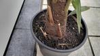 Trachycarpus-palm, In pot, Ophalen of Verzenden, Palmboom