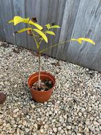 Jonge okkernotenboom, Jardin & Terrasse, Plantes | Arbres fruitiers, En pot, Printemps, Noyer, Plein soleil
