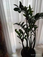 Zamioculcas ZZ plant zonder sierpot H 100  vanaf vloer, Ophalen