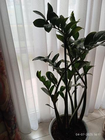 Zamioculcas ZZ plant zonder sierpot H 100  vanaf vloer beschikbaar voor biedingen