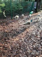 Pauwen, Dieren en Toebehoren, Meerdere dieren