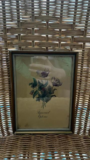 Set van 7 vintage botanische prenten in kader beschikbaar voor biedingen