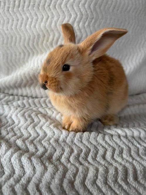 Dwergkonijn, Dieren en Toebehoren, Konijnen, Dwerg