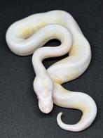 Python regius / serpents juvénile, Dieren en Toebehoren, Reptielen en Amfibieën