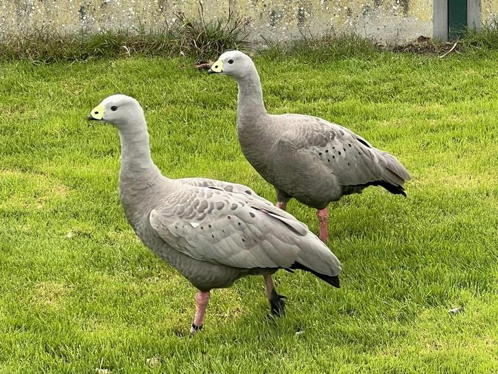 hoendergans @ paradijshof, Dieren en Toebehoren, Pluimvee, Gans of Zwaan, Meerdere dieren
