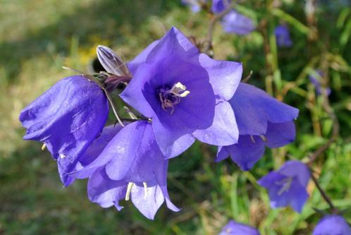 10 graines Campanula persicifolia - campanule feuille de pêc, Jardin & Terrasse, Bulbes & Semences, Graine, Envoi