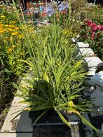 60 stuks Plantgoed van Agapanthus, Ophalen