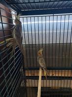 Jonge valkparkieten, Sexe inconnu, Perruche, Bagué