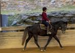 Springpaard Uricas x Winningmood, Dieren en Toebehoren, Paarden, Springpaard, Ruin, Zadelmak, 3 tot 6 jaar