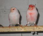 roodmozaiek kanaries, Dieren en Toebehoren, Meerdere dieren, Kleurkanarie