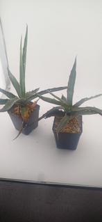 agave xylonacantha, Huis en Inrichting, Vetplant, Ophalen of Verzenden, Minder dan 100 cm, Volle zon