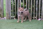 Prachtige shiba inu pups (ouders aanwezig), Dieren en Toebehoren, België, Overige rassen, CDV (hondenziekte), 8 tot 15 weken