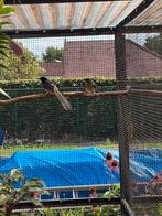 1-2 schamalijsters, Dieren en Toebehoren, Vogels | Overige Vogels, Geringd