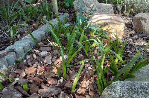 Jonge stevige Trachycarpus Fortunei., Tuin en Terras, Planten | Tuinplanten, Vaste plant, Volle zon, Lente, Ophalen