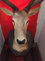 EDELHERT 170 X 90 X 70 MOOIE STAAT - GROOT GEWEI, Enlèvement, Comme neuf, Cerf, Animal empaillé