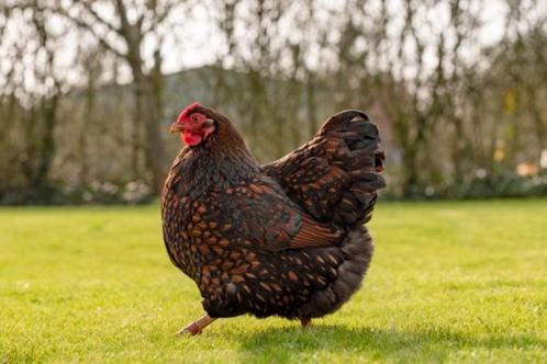 Wyandotte krielen bij kippenshop jordi: Elke zondag open!, Animaux & Accessoires, Volatiles, Poule ou poulet, Femelle