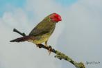 binzen astrild, Dieren en Toebehoren, Vogels | Overige Vogels, Meerdere dieren, Tropenvogel, Geringd