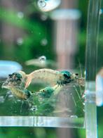 blue stel uit nanashi, Kreeft, Krab of Garnaal, Zoetwatervis, Schoolvis
