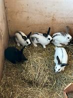 Jonge konijnen 6 weken oud 11stuks, Grand