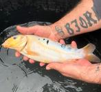 8 koi vissen te koop, Dieren en Toebehoren, Karper of Koi