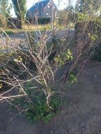 Amelanchier Lamarcki krentenboom 3 stuks 100, 150 en 200 cm, Ophalen