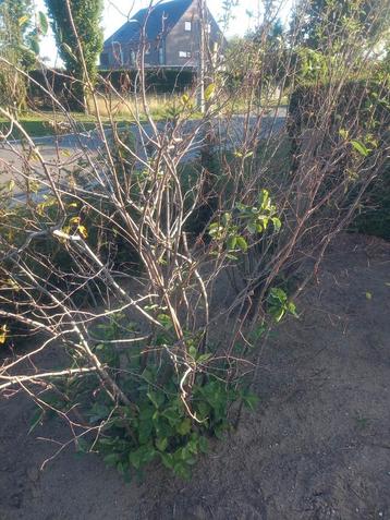 Amelanchier Lamarcki krentenboom 3 stuks 100, 150 en 200 cm beschikbaar voor biedingen