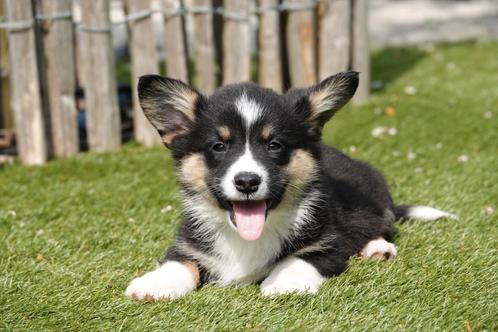 Prachtige Welsh Corgi cardigan pups, Dieren en Toebehoren, Honden | Herdershonden en Veedrijvers, Meerdere dieren, Overige rassen