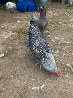 Vet haantjes, Dieren en Toebehoren, Pluimvee