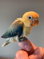 Fischerie , lovebird , dwergpapegaai  voor handopfok, Sexe inconnu, Perroquet nain ou Inséparable, Domestique